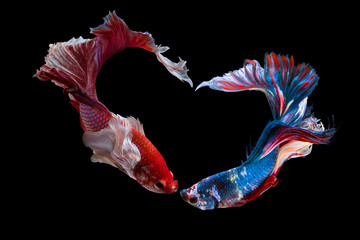 The moving moment beautiful of siam betta fish in thailand on black background for love on...