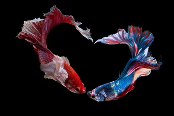 Fototapeten The moving moment beautiful of siam betta fish in thailand on black background for love on Valentine’s day. © Soonthorn