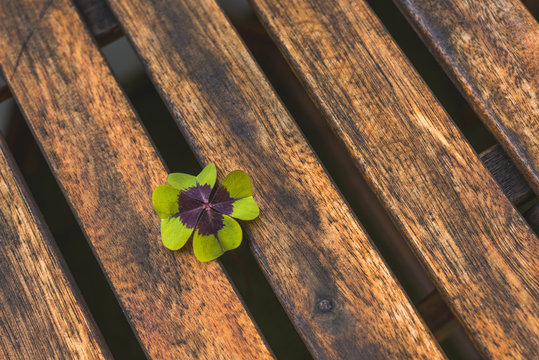 Closeup of four leaf clover as sign for hope