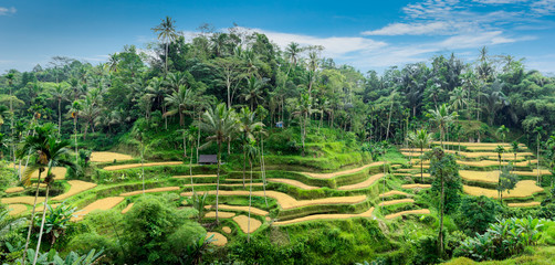 Fototapeta na wymiar Tegallalang Rice Terraces, Bali, Indonesia
