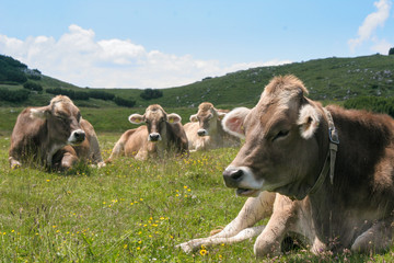 Braunvieh K&uuml;he in den Bergen