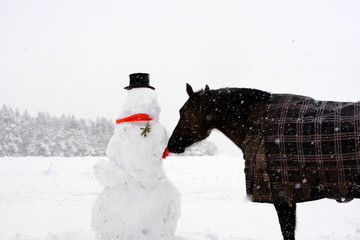 the horse and the snowman, black horse in a blanket snuffing to a funny snowman