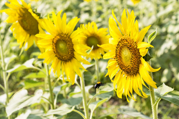 Sunflower field landscape view in blooming on a meadow in the light of the setting sun. Beautiful sunflower flower on farm field in summer day.