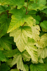 Physiological disease - lack of nutrients on Physocarpus / Chlorosis / Plant nutrition