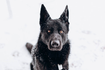 black sheepdog in the snow