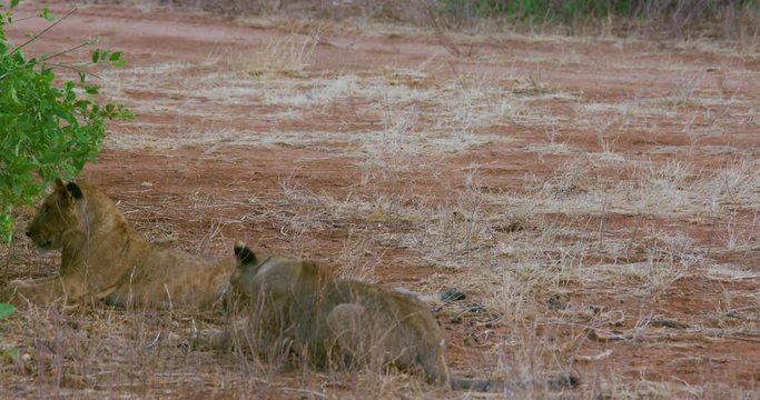 Lioness Is Careful With Young Cub; Samburu 14 October 2016 Pm; Samburu, Kenya, Africa