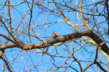 the squirrel has a rest on a branch