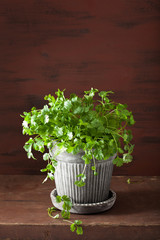 fresh cilantro herb in pot