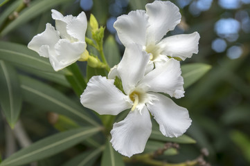Nerium oleander in bloom, white siplicity bunch of flowers and green leaves on branches
