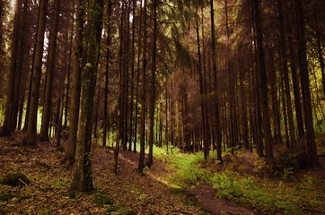 Fototapeta premium Green path in a thick coniferous forest