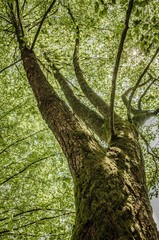 Fototapeta premium Old frail tree in summer with very thick branches, wide trunk and lush green leaves