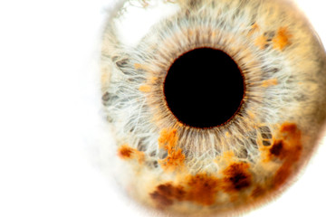 human eye close-up