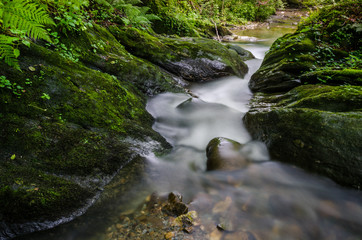 Naklejka na ściany i meble Long exposure of a small mountain creek that winds through the mossy cliffs and ferns