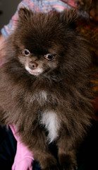 Brown Pomeranian