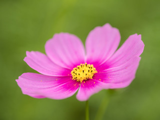 Fototapeta premium side view big pink flower