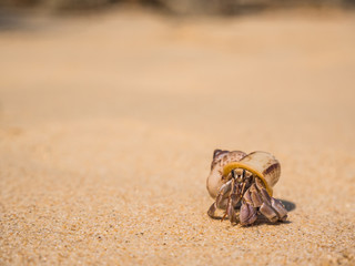 hermit crab on the beach