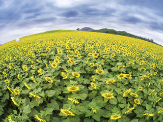 sunflowers field by fisheye view