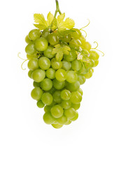 Trauben weiss