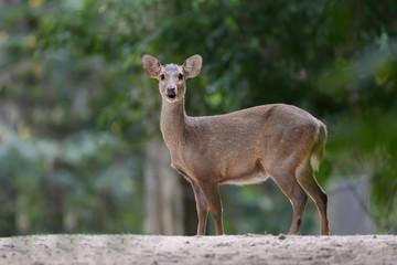 White tailed deer in the forest