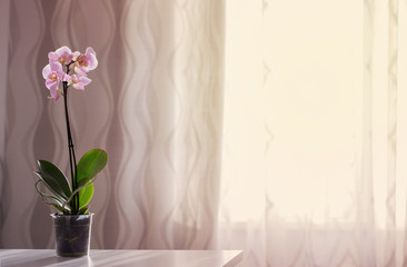 orchid on table on the window background