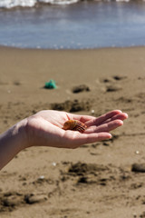 A Girl Holds A Shell On Her Hand