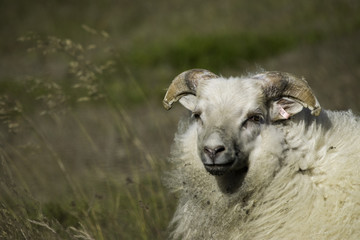Fototapeta premium Icelandic Sheep