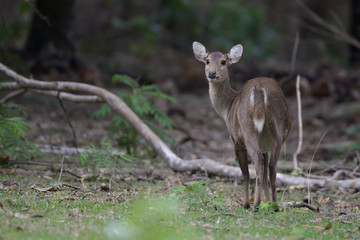 White tailed deer in the forest