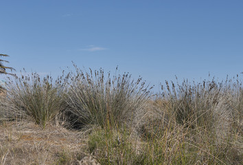 Juncus acutus
