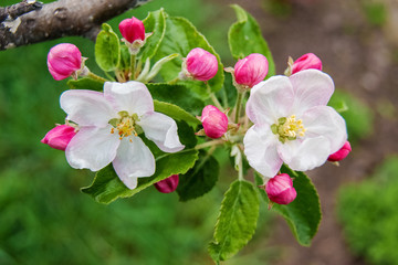 on the apple tree, two flowers blossomed, surrounded by numerous buds