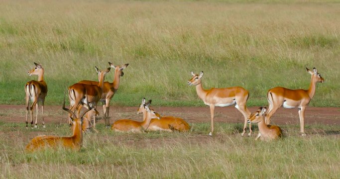 Impalas Resting From Heat; Maasai Mara Day 3; Maasai Mara, Kenya, Africa