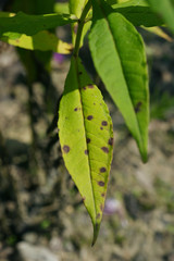 Leaf spot on the garden phlox