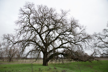 Dormant Old Oak Tree
