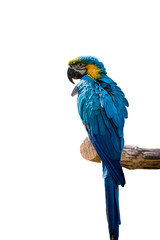 Colorful parrot isolated on white background