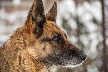 German Shepherd Dog in Snow.