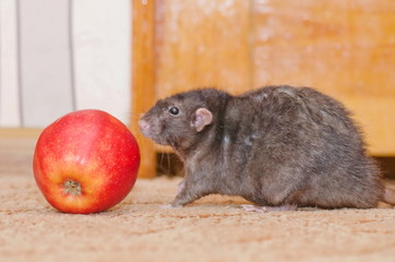 rat and apple