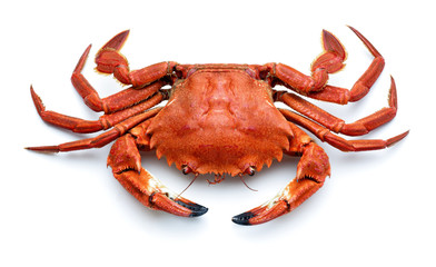  atlantic necora crab isolated