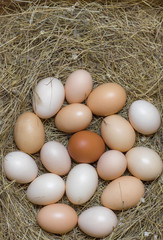 Many eggs on the nest egg