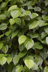 Green Betel leaf plants on tree