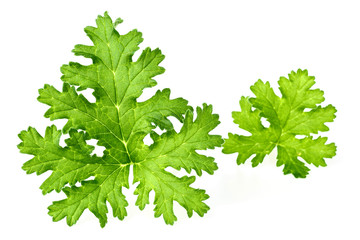 fresh rose geranium leaves isolated on white