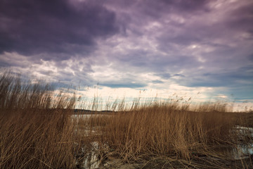 Schilf an der Küste der Ostsee