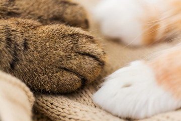 close up of paws of two cats on blanket