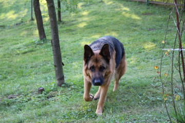 german sheppert