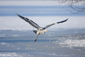 grey heron, ardea cinerea, Czech republic