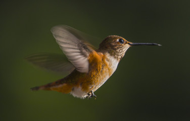 Fototapeta premium Rufous hummingbird