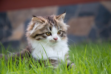 Cute Brown and white Kitten play on green grass in the garden
