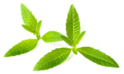 fresh lemon verbena leaves isolated on white