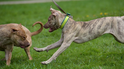 Two American pit bull terrier playing