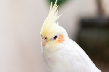cockatiel