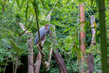 Gray heron. / Ardea cinerea
