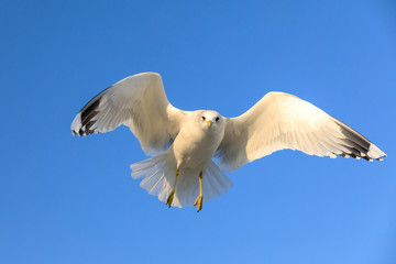 closeup of a flying seagull (laridae)